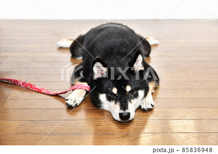 床に座る黒い柴犬 床に座る黒い柴犬 85836948