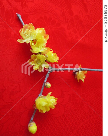 着物を背景にしたロウバイ 85836978