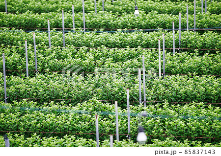 昼の小菊 昼の小菊 85837143