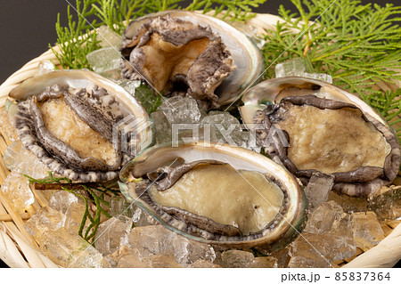 活アワビ 85837364