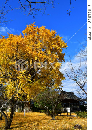 秋の臼杵城下町　臼杵城跡 85837613