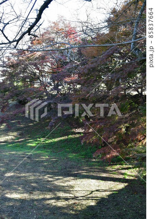 秋の臼杵城下町 臼杵城跡 秋の臼杵城下町 臼杵城跡 85837664