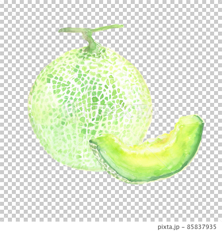 用水彩畫的瓜的插圖 85837935