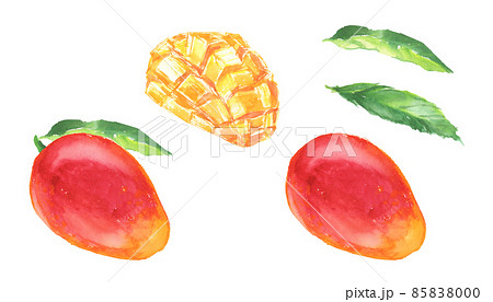 水彩で描いたマンゴーのイラスト 85838000