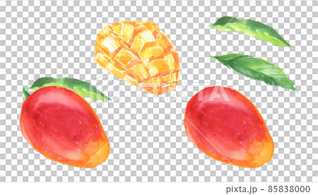 用水彩畫的芒果插圖 85838000