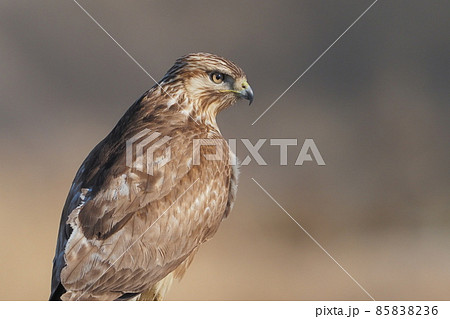 冬の平原で出会ったノスリ 冬の平原で出会ったノスリ 85838236