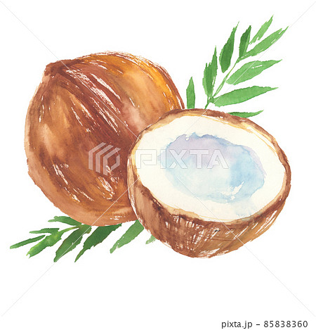 水彩で描いたココナッツのイラスト 水彩で描いたココナッツのイラスト 85838360