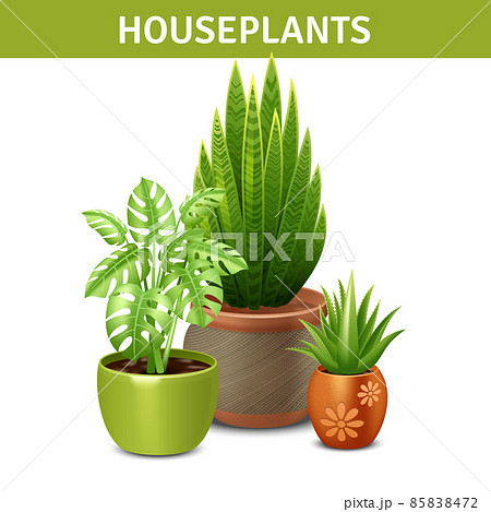 Realistic Houseplants Composition Realistic Houseplants Composition 85838472