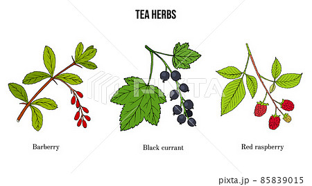 Set of different tea plants Set of different tea plants 85839015