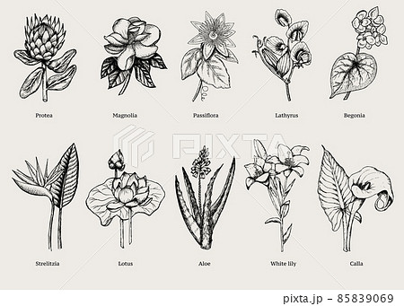 Hand Drawn Exotic Plants Set 85839069