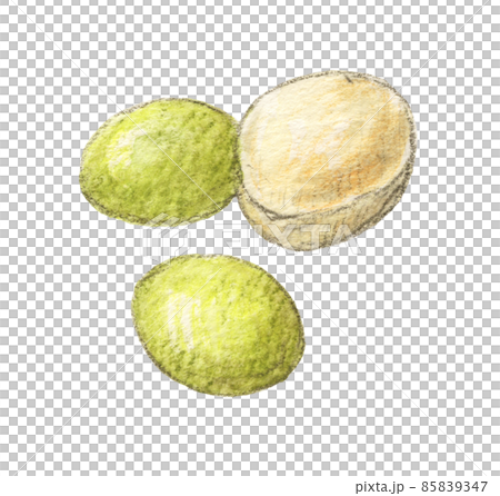 銀杏手繪水彩鉛筆插畫 銀杏手繪水彩鉛筆插畫 85839347