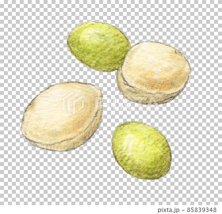 銀杏手繪水彩鉛筆插畫 銀杏手繪水彩鉛筆插畫 85839348