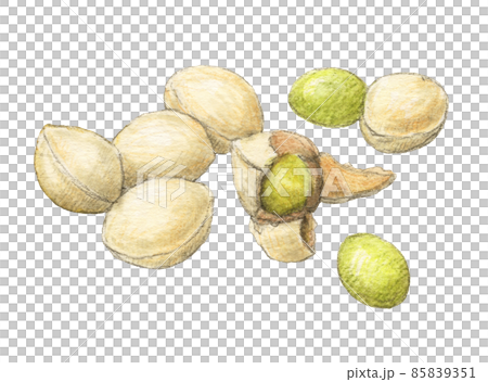 Ginkgo hand-painted watercolor pencil illustration 85839351