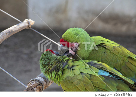 動物園で暮らすインコ 動物園で暮らすインコ 85839465