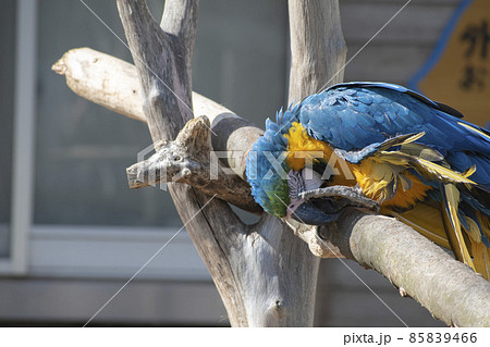 動物園で暮らすインコ 動物園で暮らすインコ 85839466