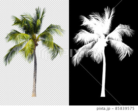 Coconut tree isolated with alpha channel compositing and clipping path 85839575
