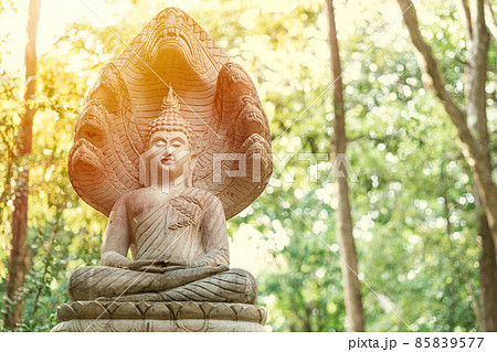 buddha protected with naka stone statue in the forest buddha protected with naka stone statue in the forest 85839577