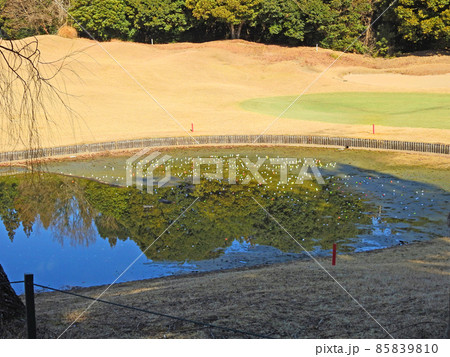 ゴルフ場の池にゴルフボールがたくさん水没した光景 85839810