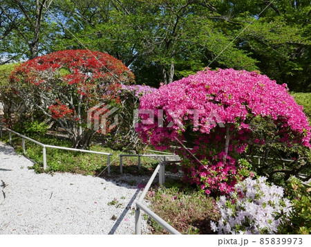 松ヶ岡公園のつつじ (福島県いわき市) 松ヶ岡公園のつつじ (福島県いわき市) 85839973