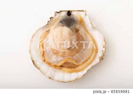 殻付きホタテ 85839981