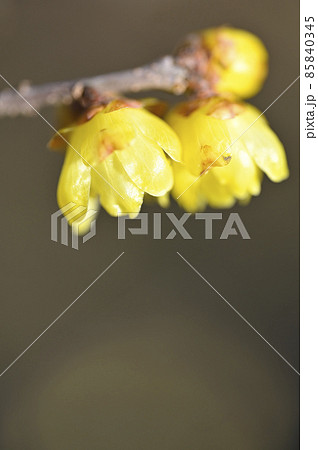 ロウバイ（蝋梅） 85840345