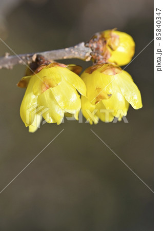 ロウバイ(蝋梅) ロウバイ(蝋梅) 85840347