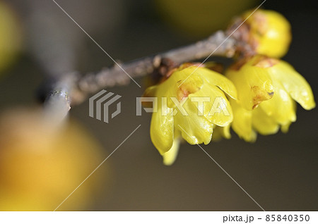 ロウバイ(蝋梅) ロウバイ(蝋梅) 85840350