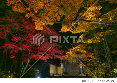 高野山金剛峯寺　紅葉ライトアップ　和歌山県伊都郡高野町 85840539