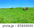 草原と牧草ロール 85840690