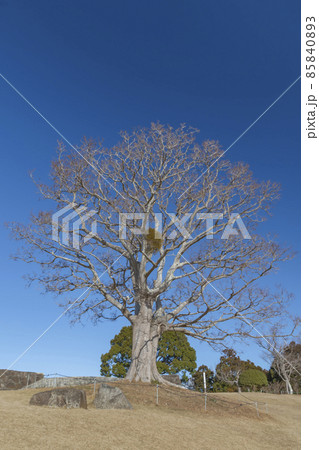 ヤドリギ 85840893