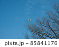 寒空と木の枝に引っかかった凧 85841176