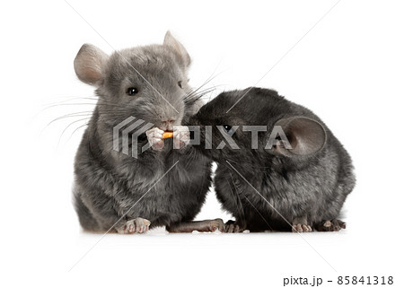 Two small chinchillas are eating food in the studio 85841318