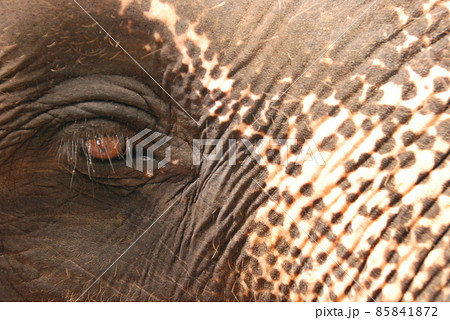 ゾウ。右目だけ（バリ島／インドネシア） 85841872
