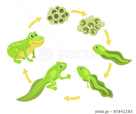 Funny frog cartoon character life cycle vector illustrations set 85842283