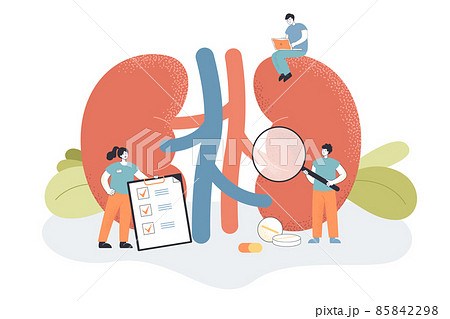 Doctors check health of kidneys and urinary system in clinic 85842298