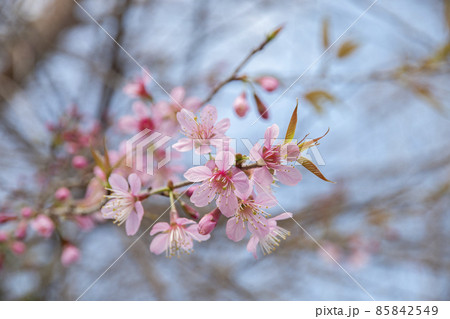 Cherry blossom flowers , sakura flowers on nature background. 85842549