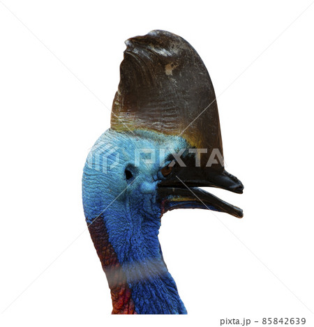 closeup of a head cassowary bird isolated on white background - clipping paths. 85842639