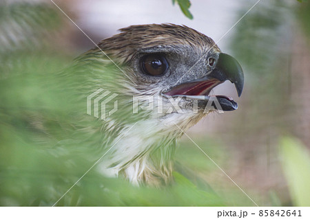 close up of a hawk eye. close up of a hawk eye. 85842641