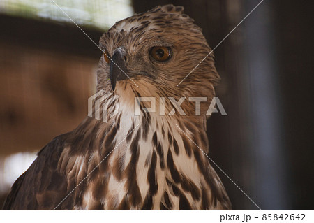portrait of a hawk. portrait of a hawk. 85842642