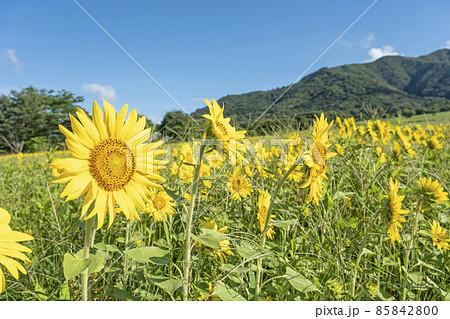 蒜山高原にヒマワリ咲く頃 蒜山高原にヒマワリ咲く頃 85842800