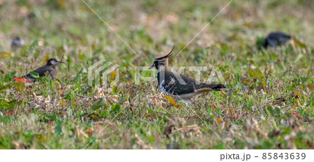 冬の野鳥　タゲリ 85843639