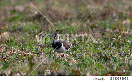 冬の野鳥　タゲリ 85843641