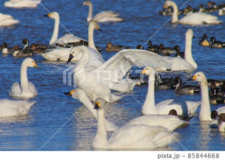 千葉県印西市本埜の白鳥の郷 ハクチョウの羽ばたき 千葉県印西市本埜の白鳥の郷 ハクチョウの羽ばたき 85844668
