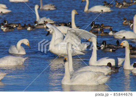 千葉県印西市本埜の白鳥の郷 ハクチョウの羽ばたき 千葉県印西市本埜の白鳥の郷 ハクチョウの羽ばたき 85844676