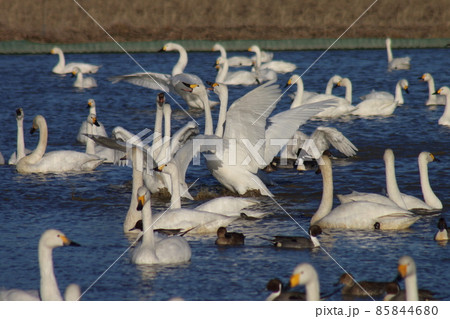 千葉県印西市本埜の白鳥の郷 ハクチョウの羽ばたき 千葉県印西市本埜の白鳥の郷 ハクチョウの羽ばたき 85844680