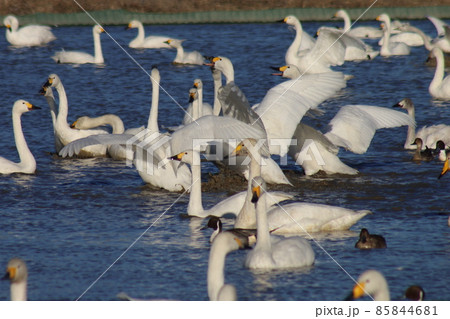 千葉県印西市本埜の白鳥の郷 ハクチョウの羽ばたき 千葉県印西市本埜の白鳥の郷 ハクチョウの羽ばたき 85844681