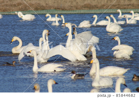 千葉県印西市本埜の白鳥の郷 ハクチョウの羽ばたき 千葉県印西市本埜の白鳥の郷 ハクチョウの羽ばたき 85844682