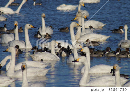 千葉県印西市本埜の白鳥の郷　ハクチョウのハート 85844730