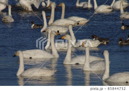 千葉県印西市本埜の白鳥の郷　ハクチョウのハート 85844732