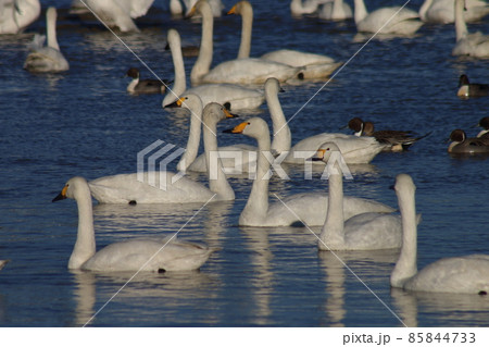 千葉県印西市本埜の白鳥の郷　ハクチョウのハート 85844733